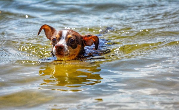 Quels sont les styles de kung fu les plus adaptés aux débutants ?